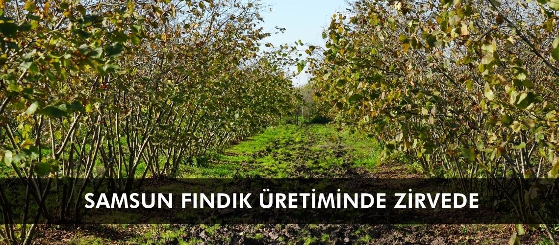 Samsun fındık üretiminde zirvede