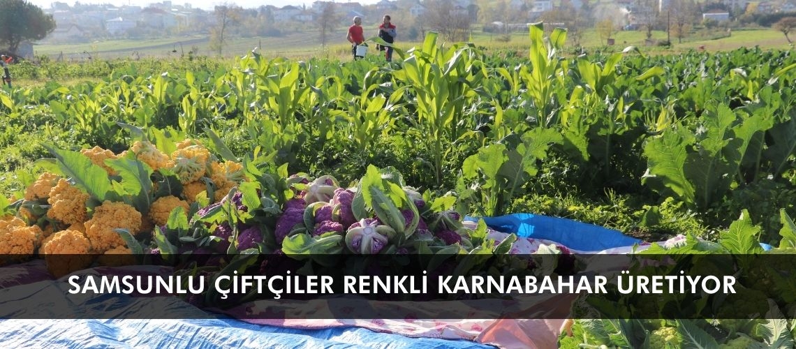 Samsunlu çiftçiler renkli karnabahar üretiyor