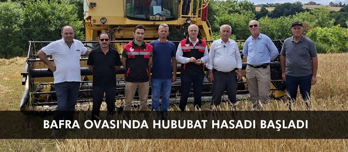Bafra Ovası'nda hububat hasadı başladı