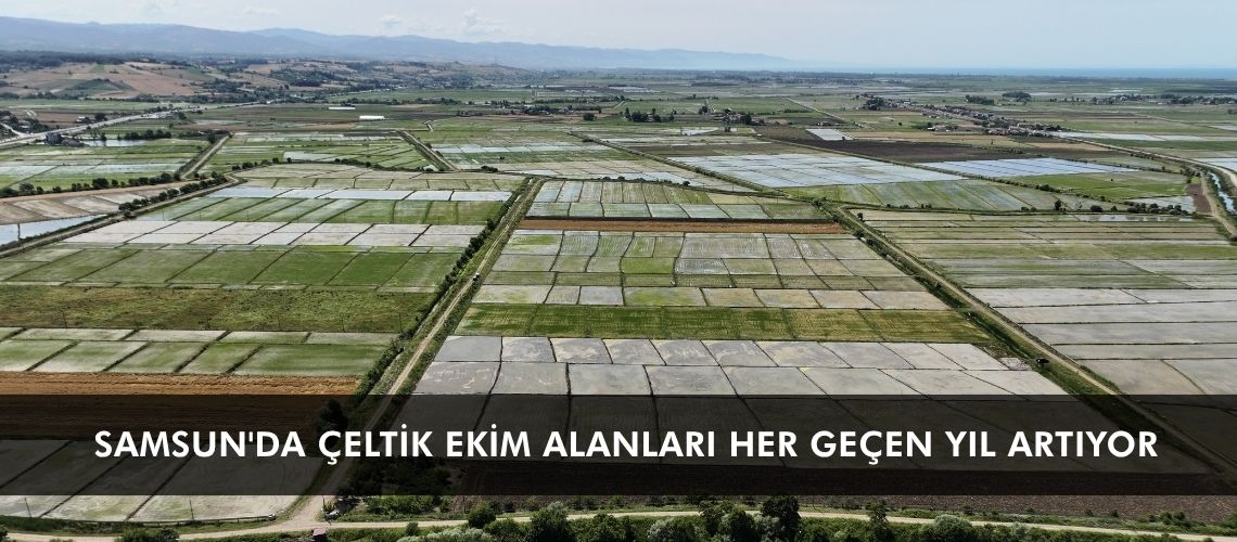 Samsun'da çeltik ekim alanları her geçen yıl artıyor