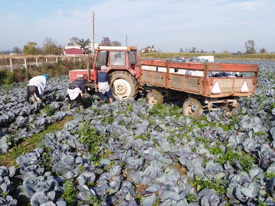 Bafra Ovası’nın bereketi; “kırmızılahana”