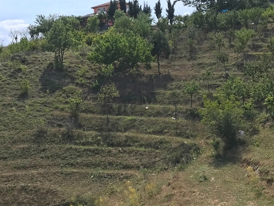 Susuz ve engebeli araziler zeytin bahçelerine dönüşüyor