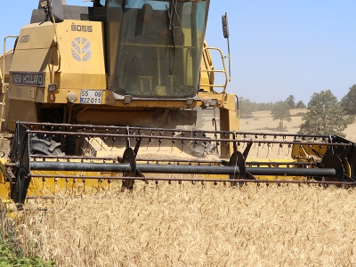 Samsun’da yağışlar yüksek rekolteli hasat getirdi