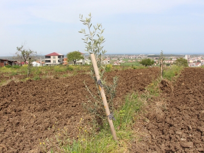 Samsun’un zeytinleri gün yüzüne çıkıyor