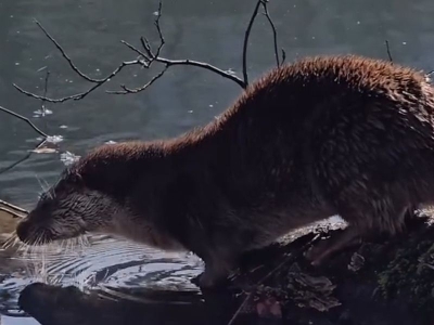 Su samuru kendini Bolu’da gösterdi