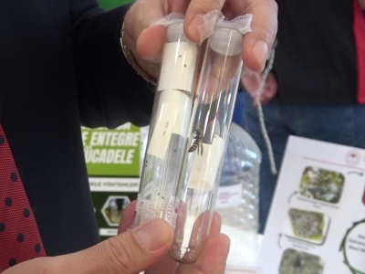 Kahverengi kokarcaya karşı arılar görev başında