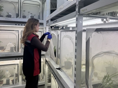 Kahverengi kokarcaya karşı samuray arısı