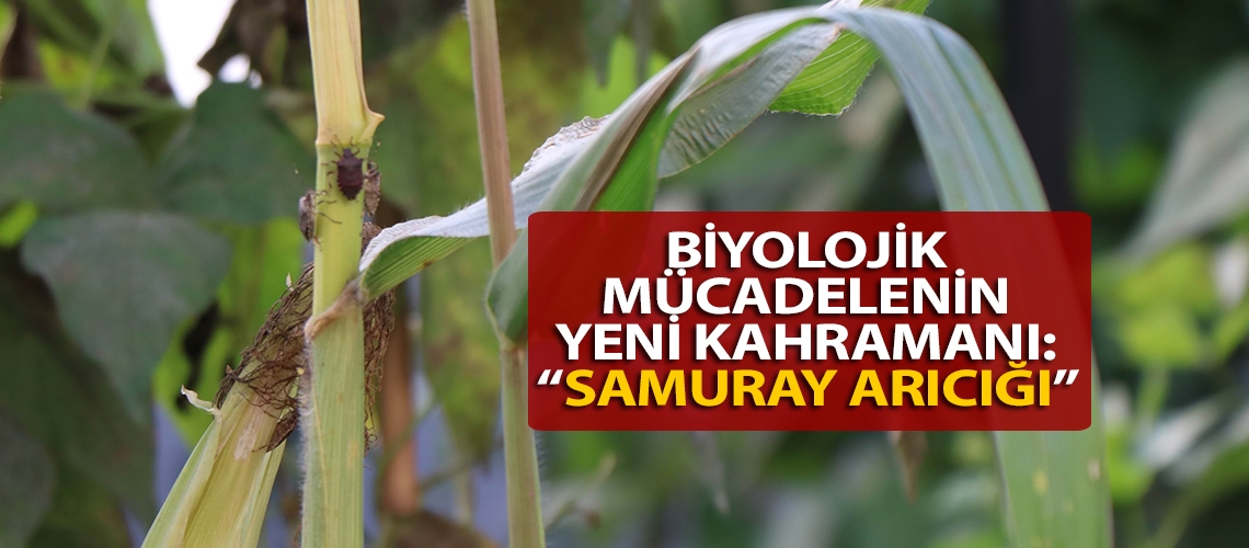 Biyolojik mücadelenin yeni kahramanı: “samuray arıcığı”