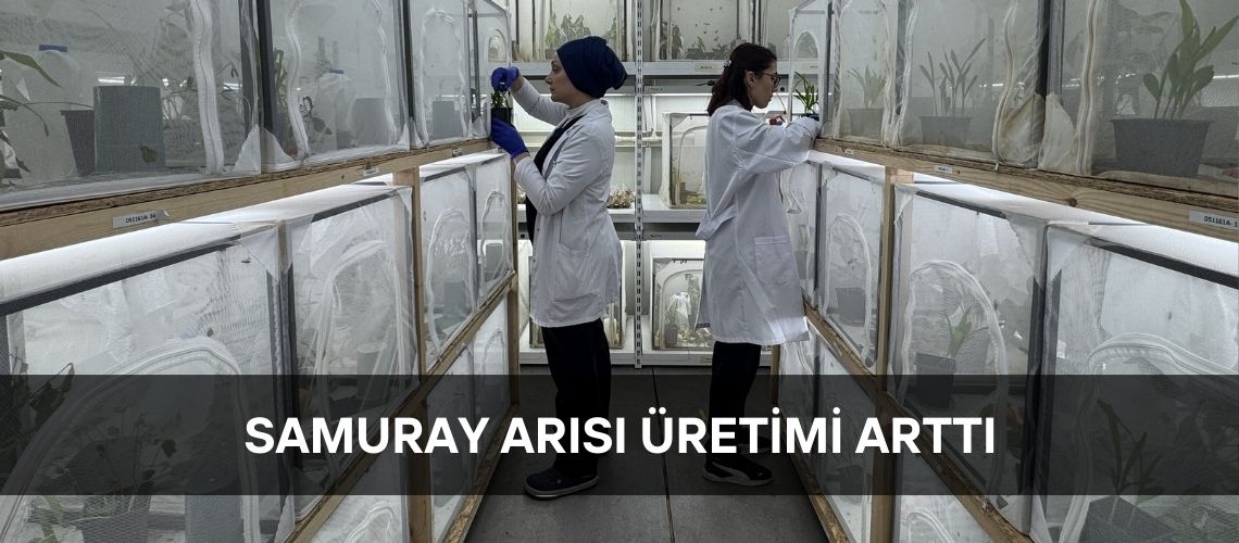 Samuray arısı üretimi arttı
