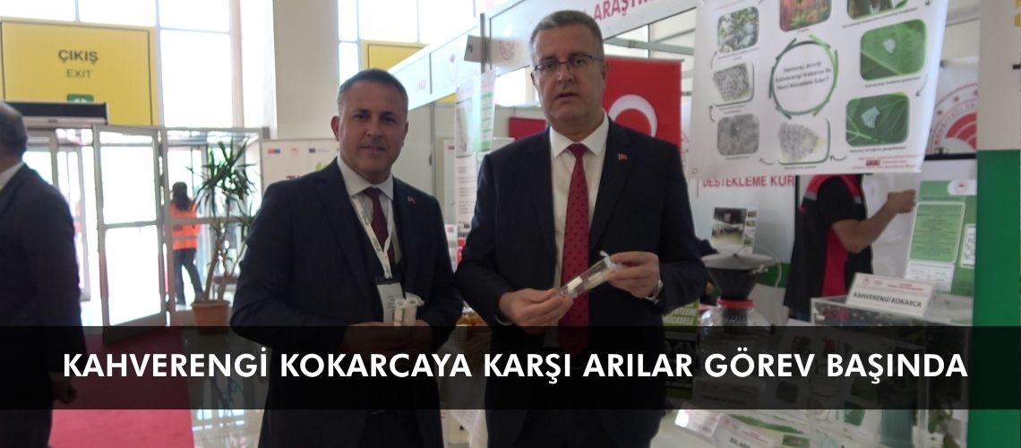 Kahverengi kokarcaya karşı arılar görev başında