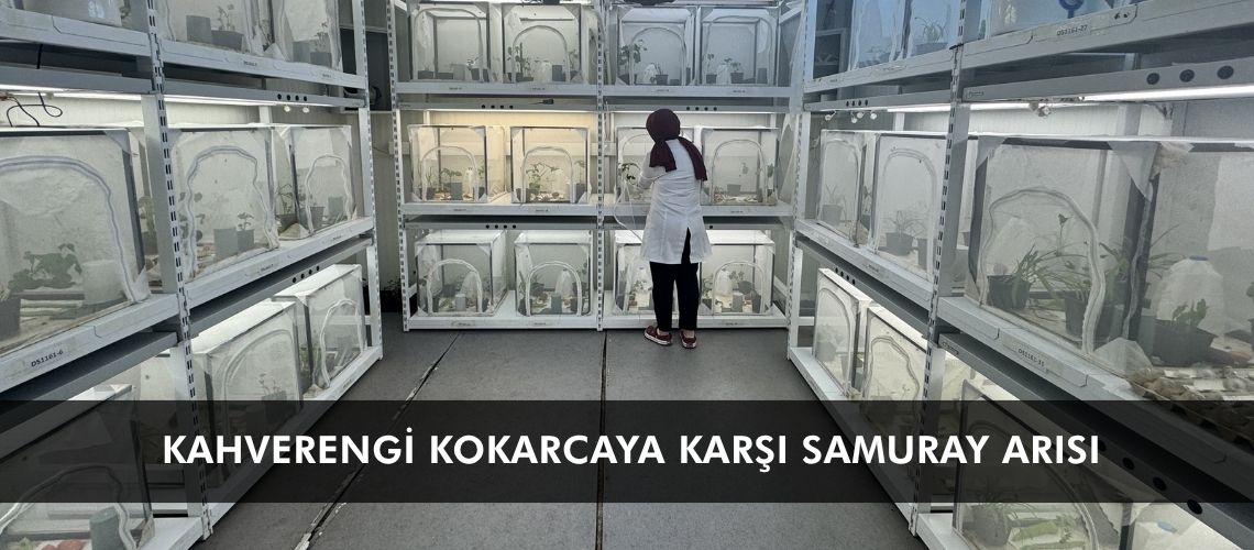 Kahverengi kokarcaya karşı samuray arısı