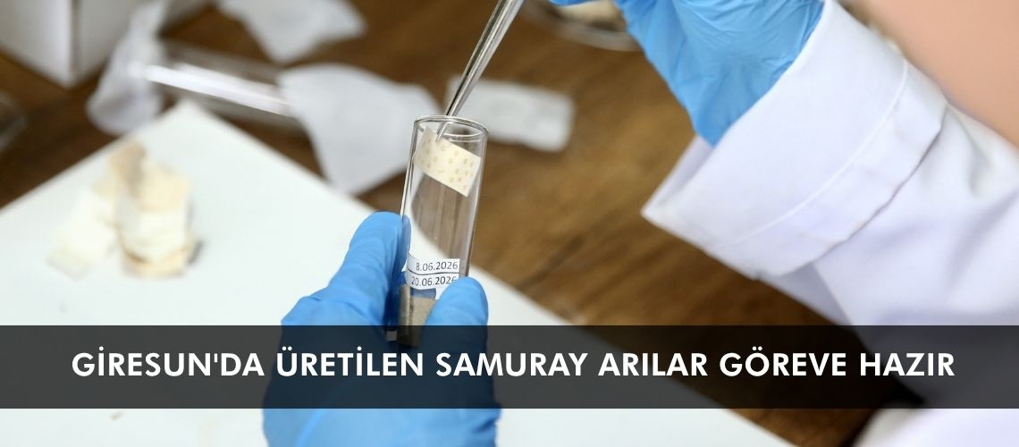 Giresun'da üretilen samuray arılar göreve hazır