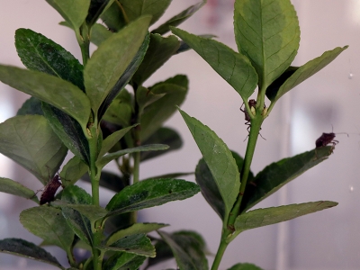 Biyolojik mücadelenin yeni kahramanı: “samuray arıcığı”