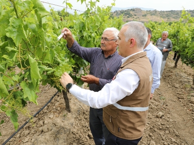 Manisa’da kahverengi kokarcaya karşı samuray arıcığı iş başında