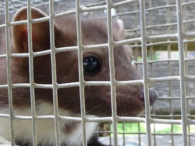 Biberonla besledi, devlete teslim etti