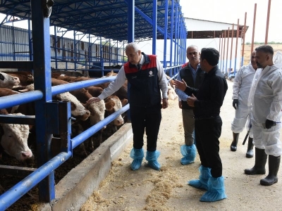 Büyükbaş hayvanlar aşı kampanyasıyla korunuyor