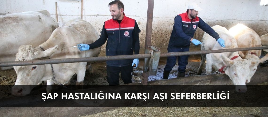 Şap hastalığına karşı aşı seferberliği