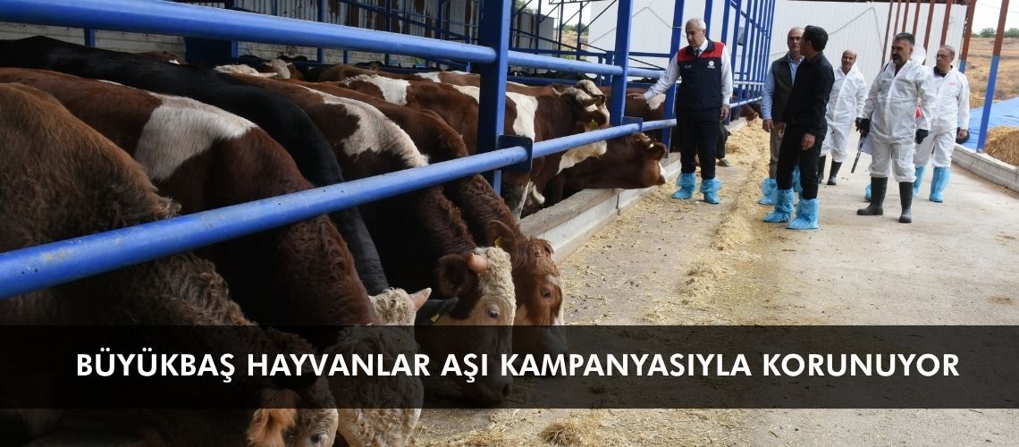 Büyükbaş hayvanlar aşı kampanyasıyla korunuyor