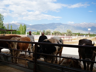 Aşılama sonuç verdi, şap hastalığı kontrol altına alındı