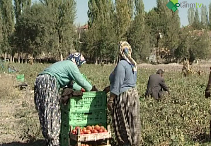 Sap Parçalama Aletleri