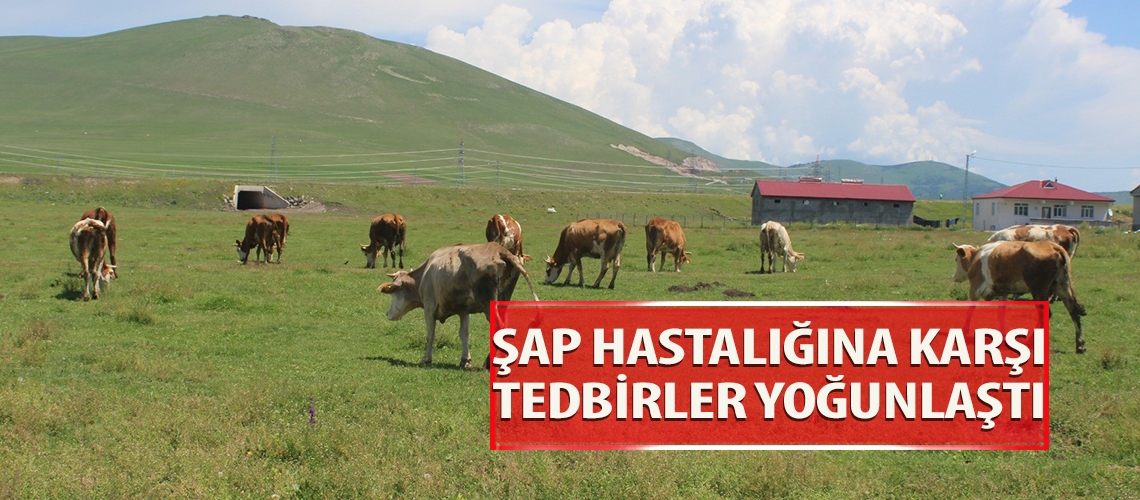 Şap hastalığına karşı tedbirler yoğunlaştı