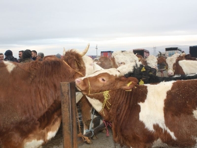 Şarkışla Canlı Hayvan Pazarı yeniden açıldı