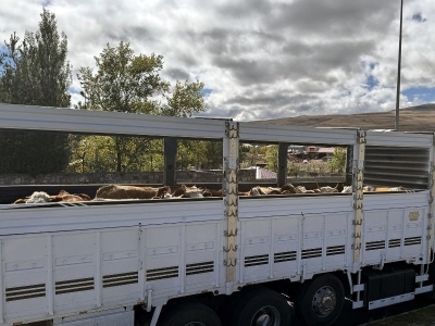 Ardahan'da hayvan sevkiyatları hız kazandı