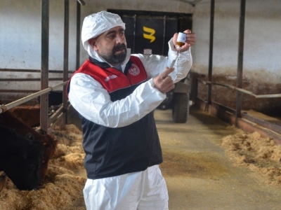 Şapla mücadelede ilkbahar aşılaması başladı