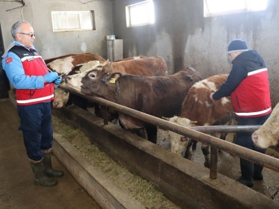 Gümüşhane’de şapla mücadele hız kesmiyor