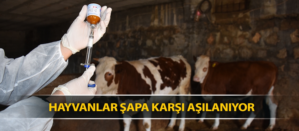 Hayvanlar şapa karşı aşılanıyor