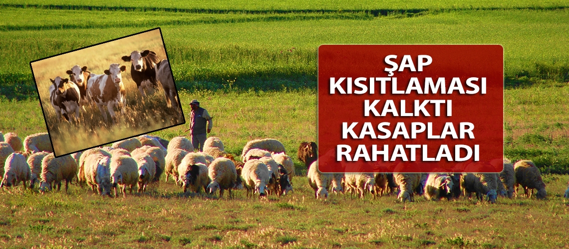 Şap kısıtlaması kalktı kasaplar rahatladı