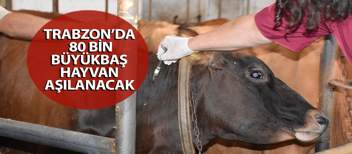 Trabzon’da 80 bin büyükbaş hayvan aşılanacak