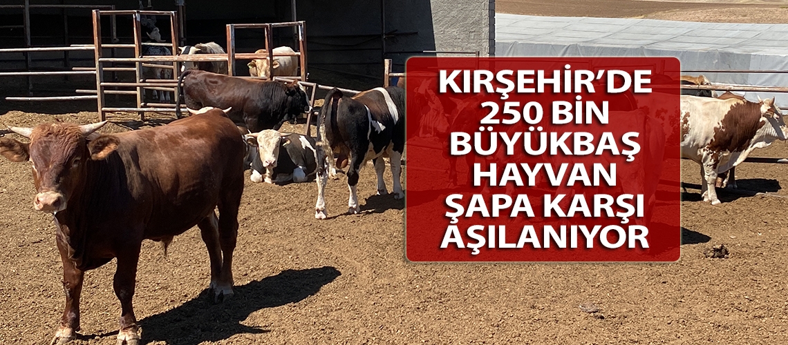 Kırşehir’de 250 bin büyükbaş hayvan şapa karşı aşılanıyor