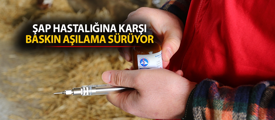 Şap hastalığına karşı baskın aşılama sürüyor
