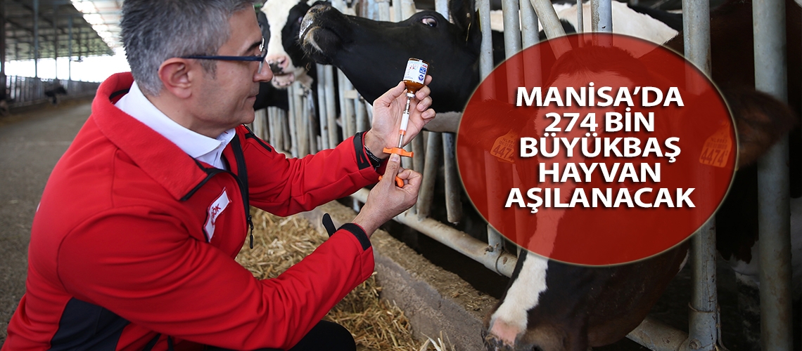 Manisa’da 274 bin büyükbaş hayvan aşılanacak