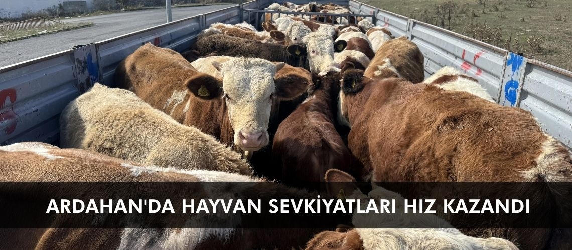Ardahan'da hayvan sevkiyatları hız kazandı