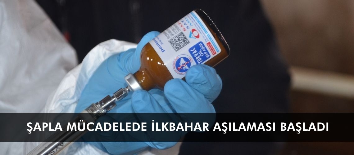 Şapla mücadelede ilkbahar aşılaması başladı