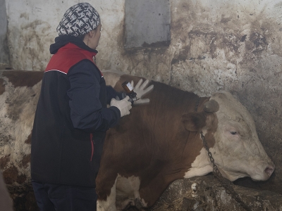 Ağrı’da şap seferberliği