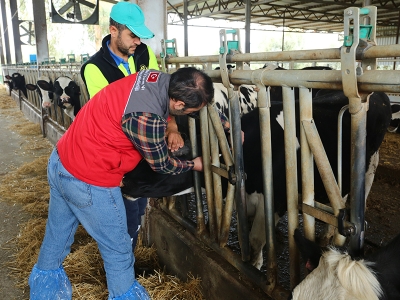 Şap hastalığına karşı baskın aşılama sürüyor