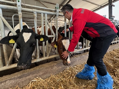 Manisa’da 274 bin büyükbaş hayvan aşılanacak