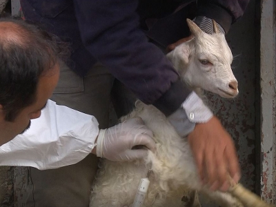 Şap nedeniyle kapanan hayvan pazarları açılıyor