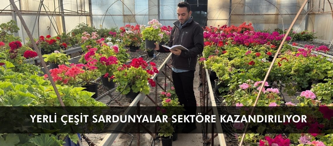 Yerli çeşit sardunyalar sektöre kazandırılıyor