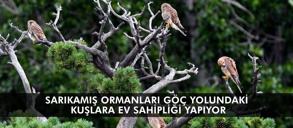Sarıkamış ormanları göç yolundaki kuşlara ev sahipliği yapıyor