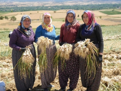 Taşköprü sarımsağında hasat vakti