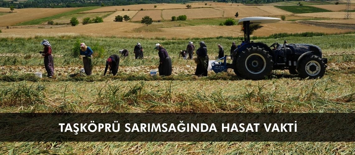 Taşköprü sarımsağında hasat vakti