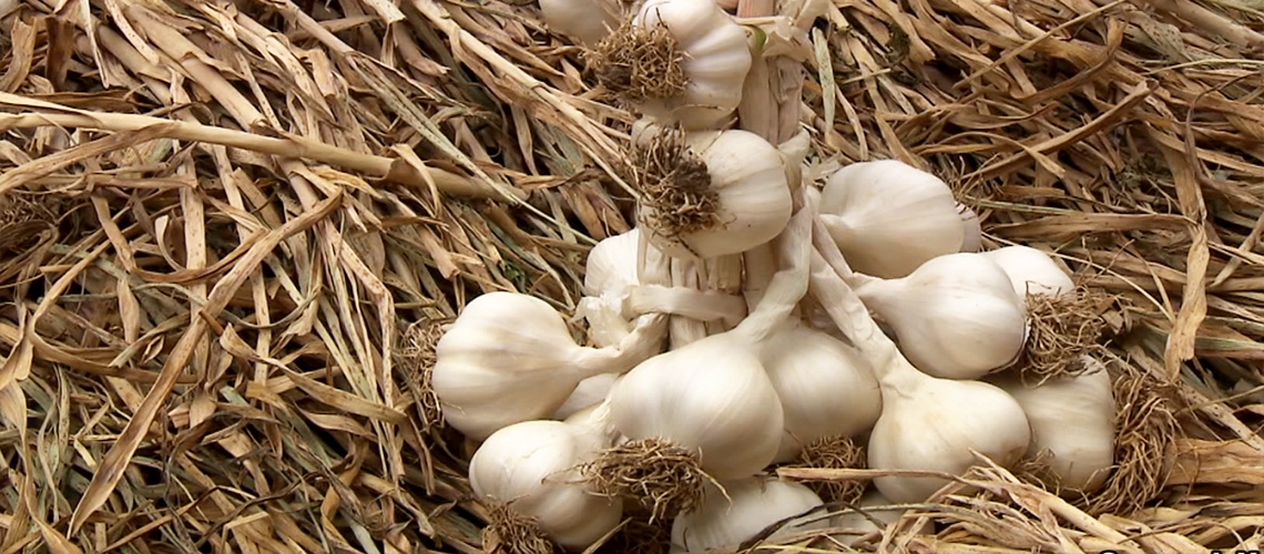 Sarımsak Yetiştiriciliği