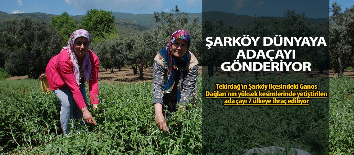 Şarköy dünyaya adaçayı gönderiyor