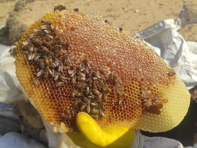 Sason’da organik bal destekle üretilecek