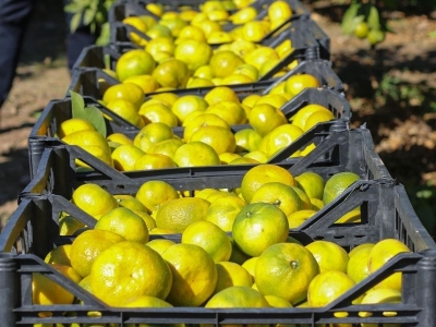 Satsuma mandalinasının ihracat yolculuğu başladı
