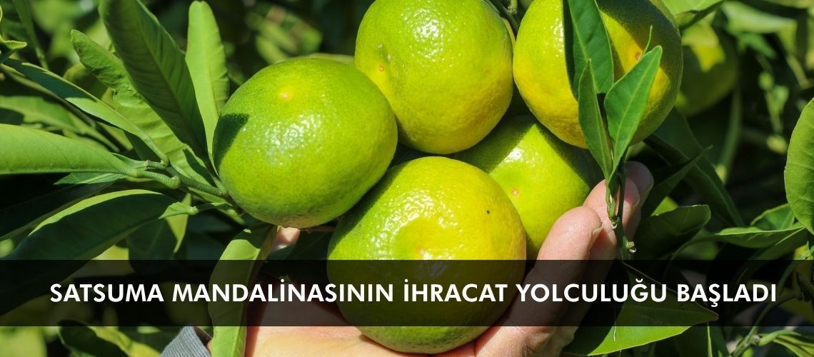 Satsuma mandalinasının ihracat yolculuğu başladı